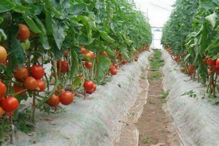 用什么肥料会使西红柿棵子壮起来