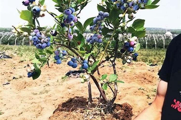 刚栽种的蓝莓苗后注意事项 刚栽种的蓝莓苗如何护理