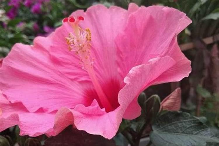 扶桑花要怎样施肥？