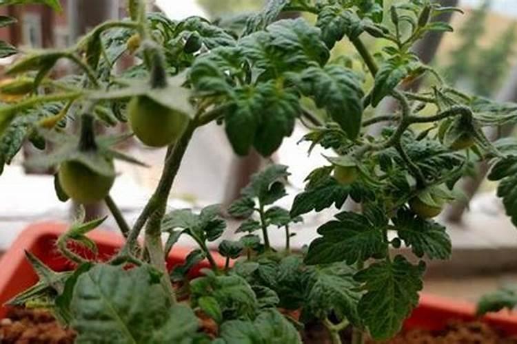 种植番茄想增产需要掌握哪些施肥技巧