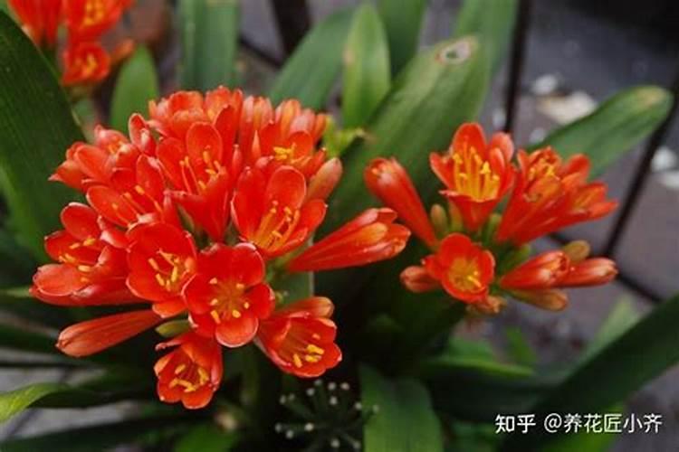 养君子兰施什么肥？