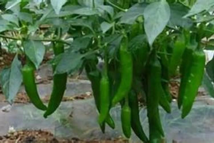 辣椒苗用什么肥料最好