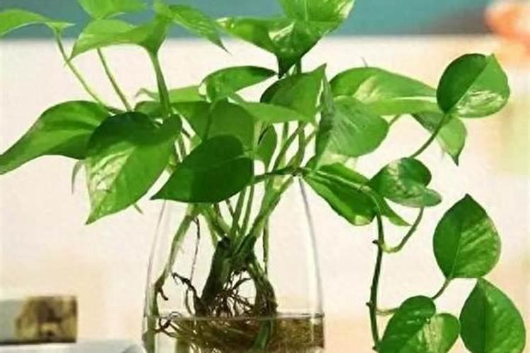 绿萝能施磷肥复合肥和尿素吗