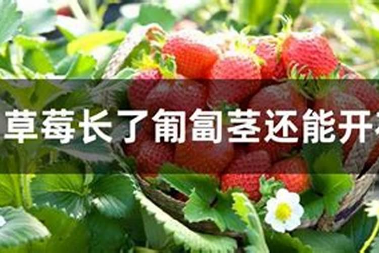 用于草莓的肥料选哪种比较好