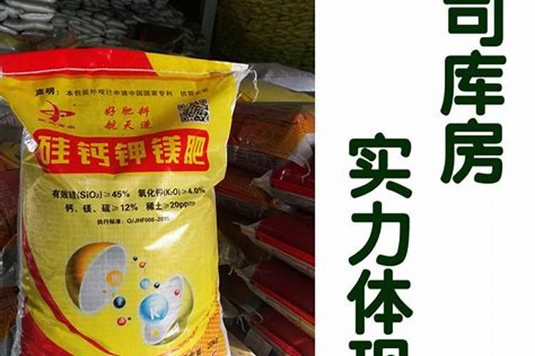 八角金盘小苗怎么养