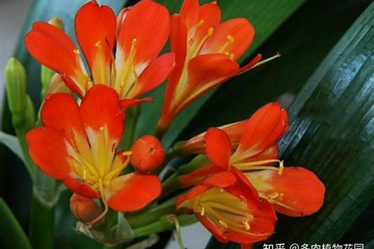 几月给君子兰施磷酸二氢钾 君子兰施磷酸二氢钾的方法