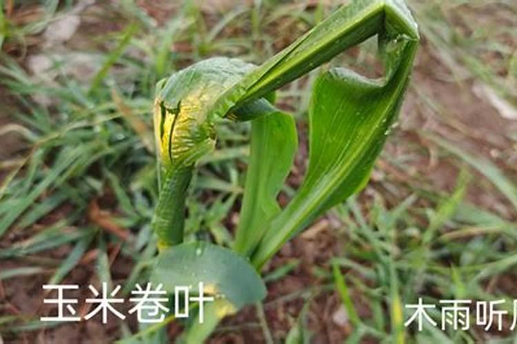 玉米心叶卷曲像马尾巴是什么病