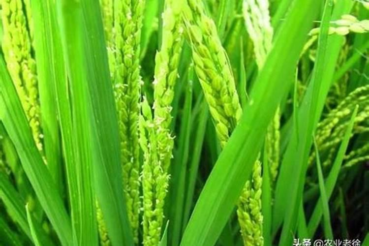 水稻什么时期施硅肥水稻施硅肥的时间