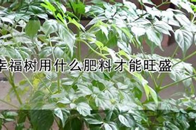 幸福树用什么肥料最好