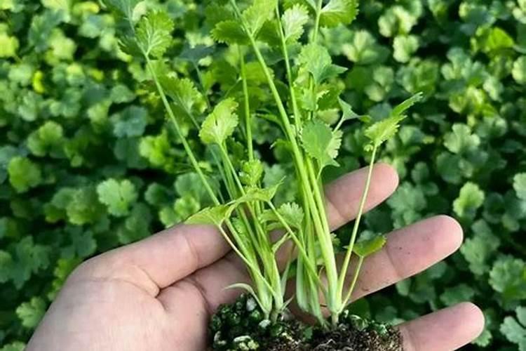 大棚秋菜花温度高能栽苗吗