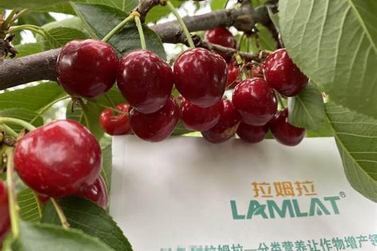 最好的冲施肥增效剂生产厂家有哪些？