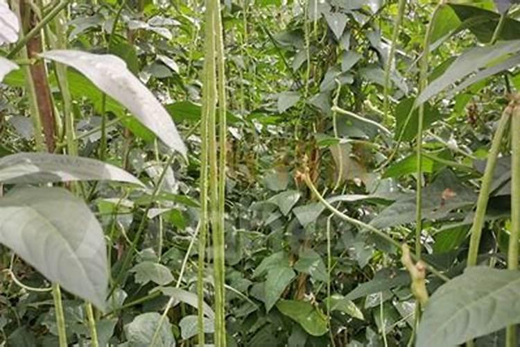 黄豆喜欢什么肥料