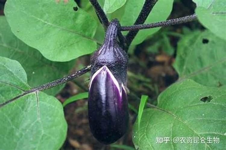 茄子施肥用什么肥料好