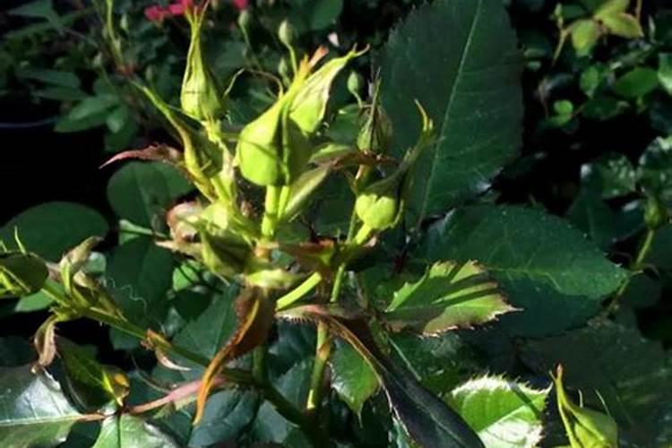 怎样给有花苞的杜鹃施肥 如何给有花苞的杜鹃施肥