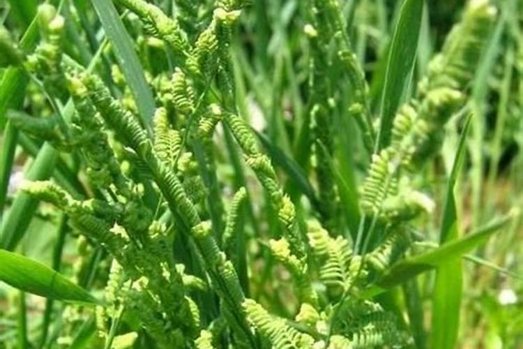 麦子怎么种？