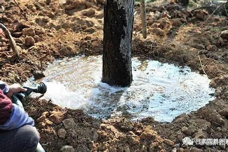 小麦如何预防倒春寒？