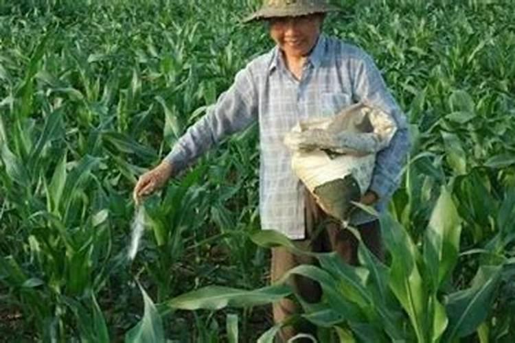 玉米用什么肥料好