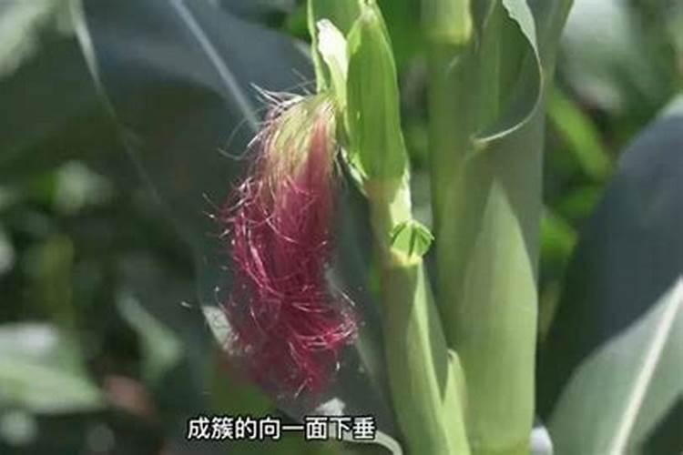 玉米缺硼危害大,玉米缺硼有哪些症状？