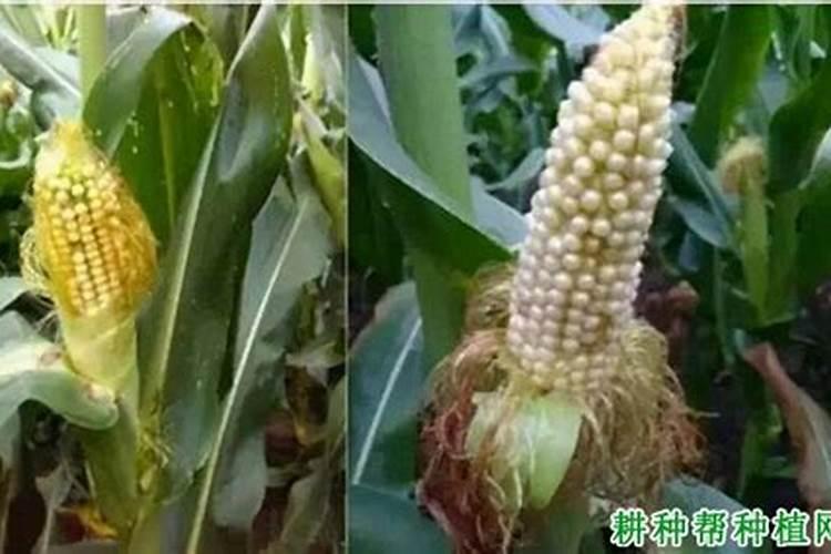 玉米缺硼素表现出什么症状？怎样矫正？