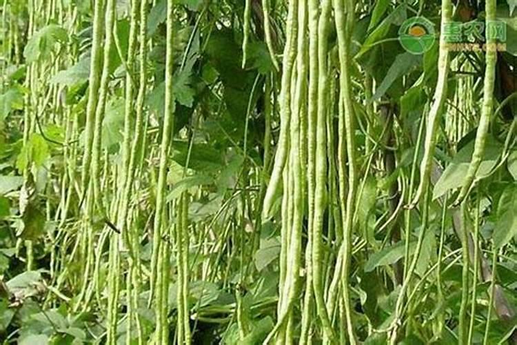 蔬菜施肥(爸爸的尿)后多久可以吃？