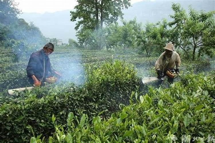 茶叶剪枝过后什么时候是施肥最佳时机？