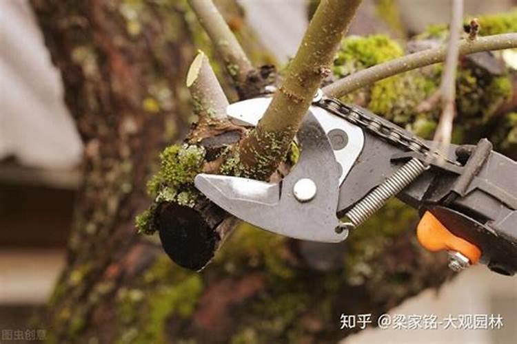 发财树剪枝后多久施肥 发财树剪枝后何时施肥？
