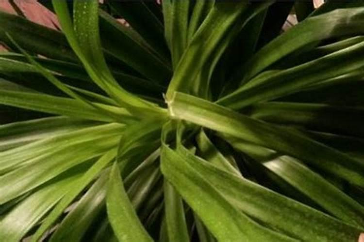 龙须树受冻还能发出新叶吗