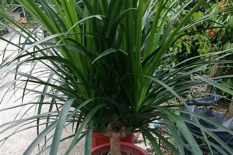 龙树的养殖方法和注意事项有哪些