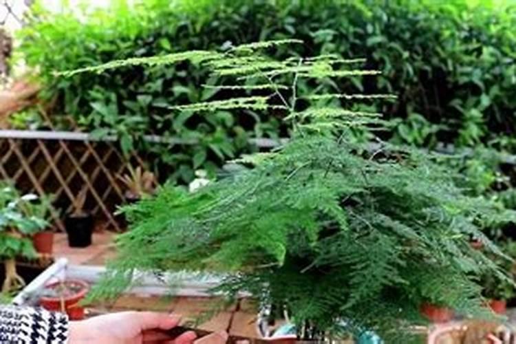 ﻿药用植物叶面追肥技巧