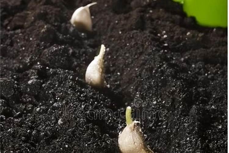 大蒜施什么肥料好？什么时候用肥比较好？用什么化肥好？