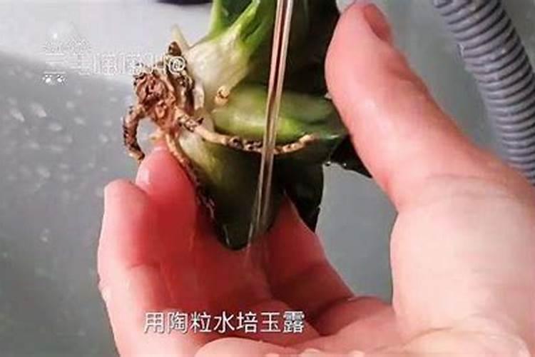 玉肥的成分是什么东西？