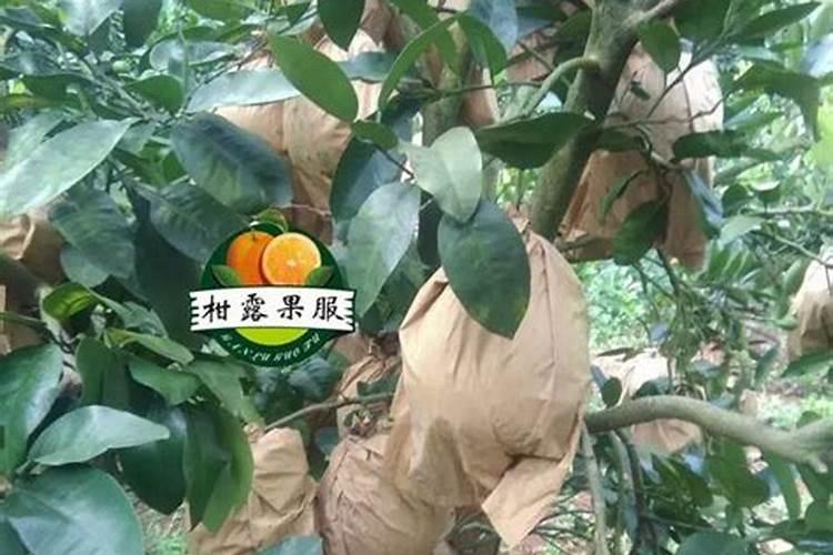 蜜柚膨果期施肥管理 施什么肥效果好