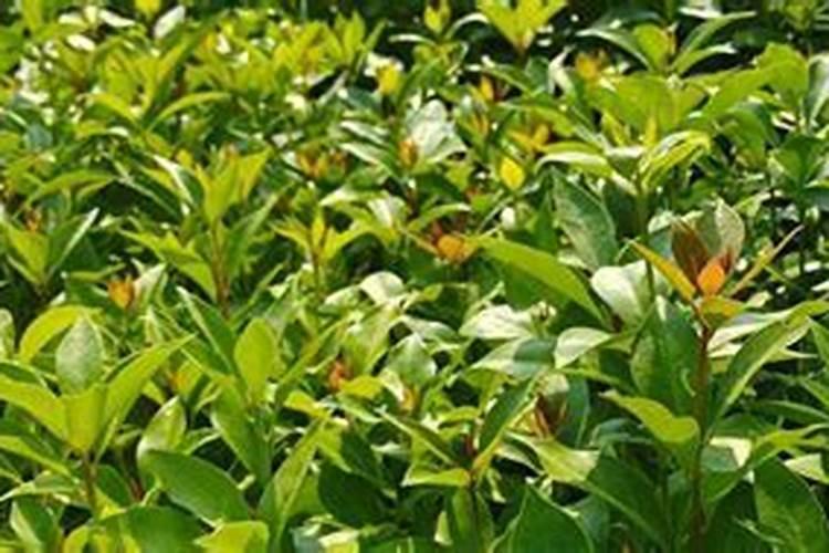 八角树施什么肥料才不、落花,结果又多呢,谢射。