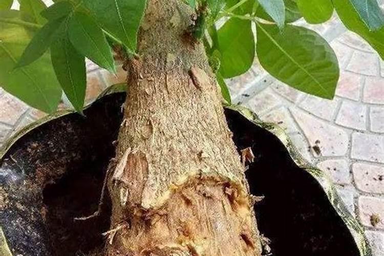 发财树烂根怎么办 这么一处理 又能重新再生根