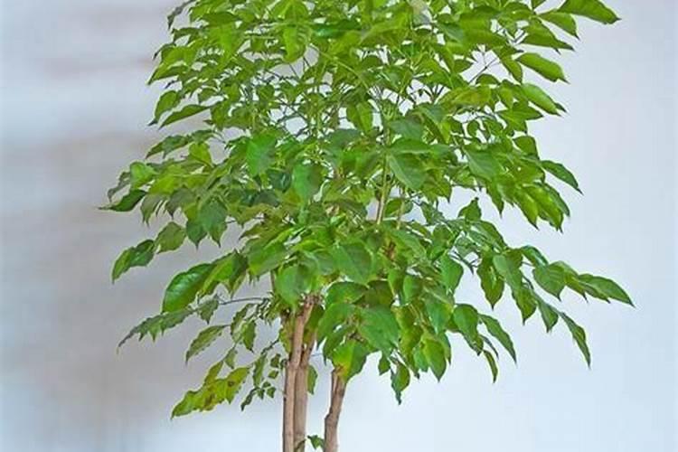 幸福树开花吗？一年几次花？