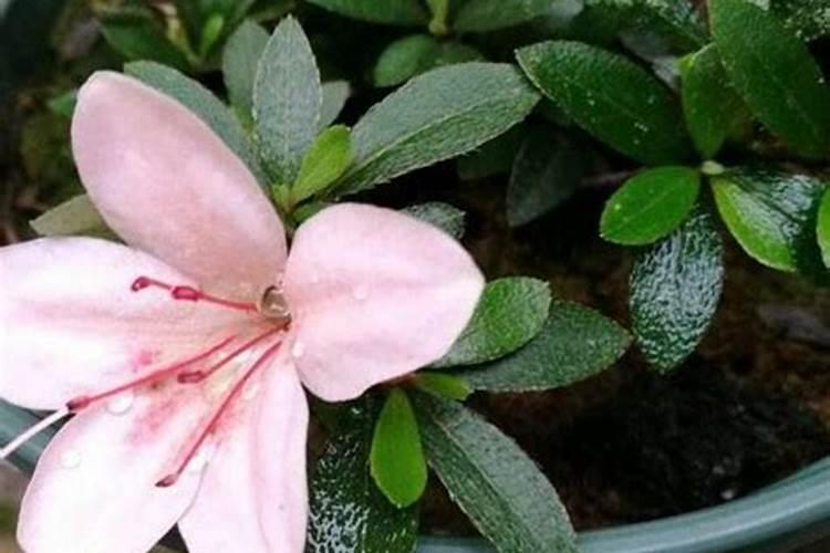 杜鹃花什么时候施肥杜鹃花的最佳施肥时间