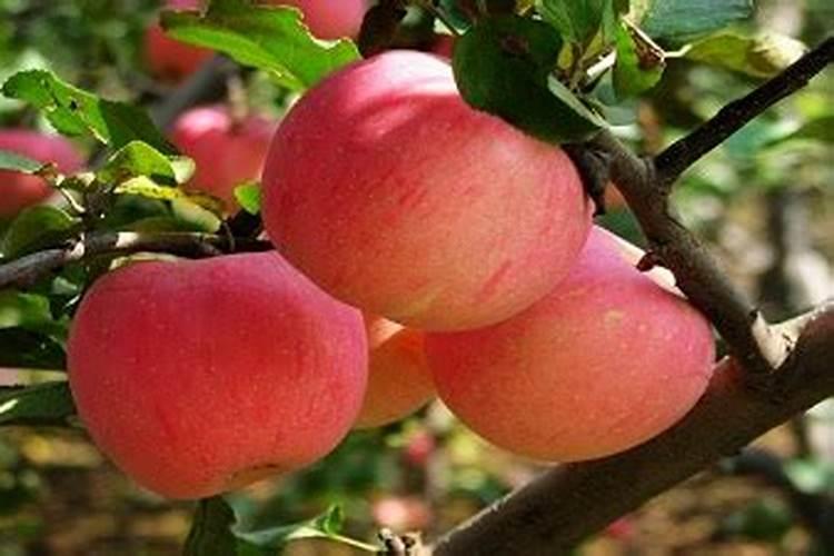 春天种什么菜好？