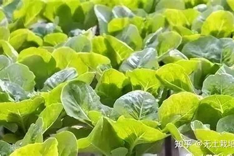 种瓜果怎么使用磷酸二氢钾