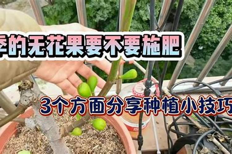 豆角开花了需要追肥吗