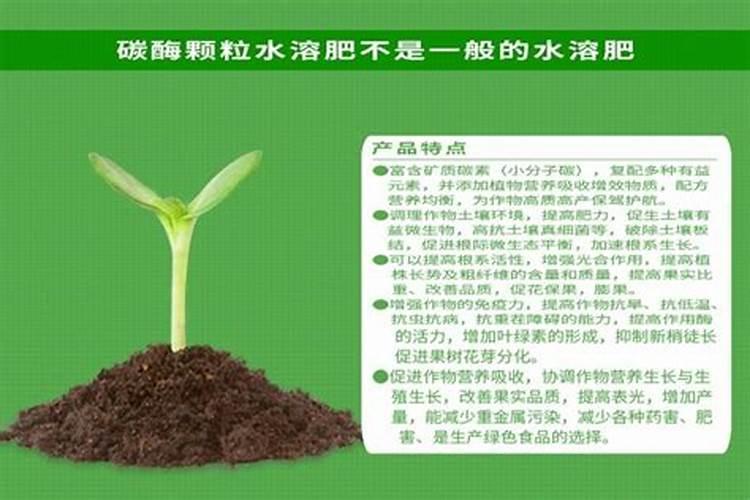 青梅多肽酶食物是什么