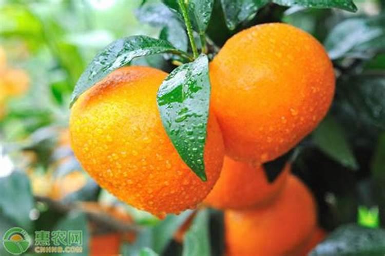 柑橘采收后喷什么叶面肥好？