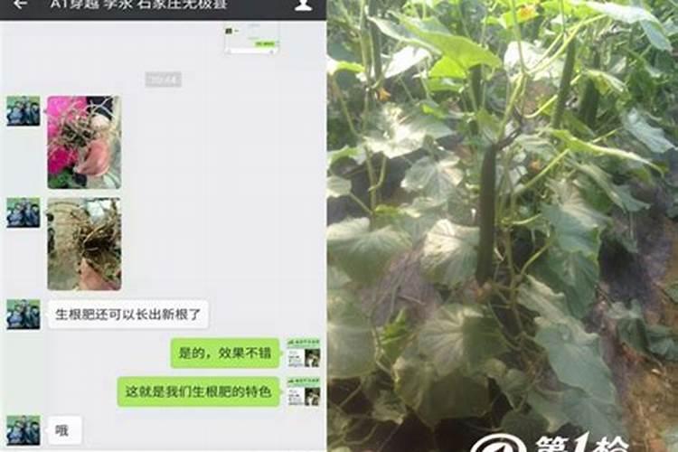 黄瓜初瓜期施什么肥料