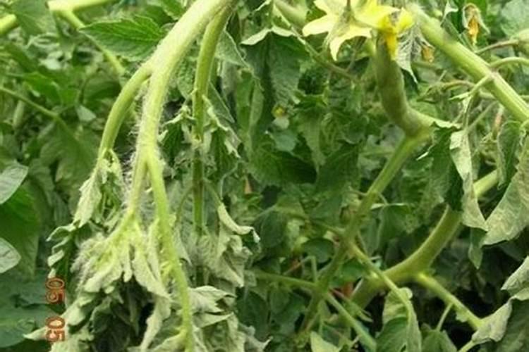西红柿种植常见败秧,西红柿种植该怎么防治败秧？