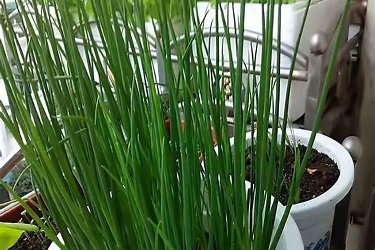 种植香葱的方法和禁忌 香葱种植的方法和禁忌