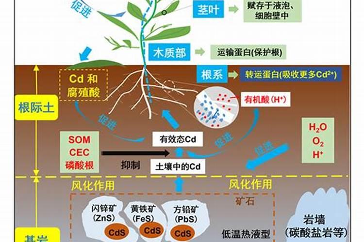 富丁是什么植物