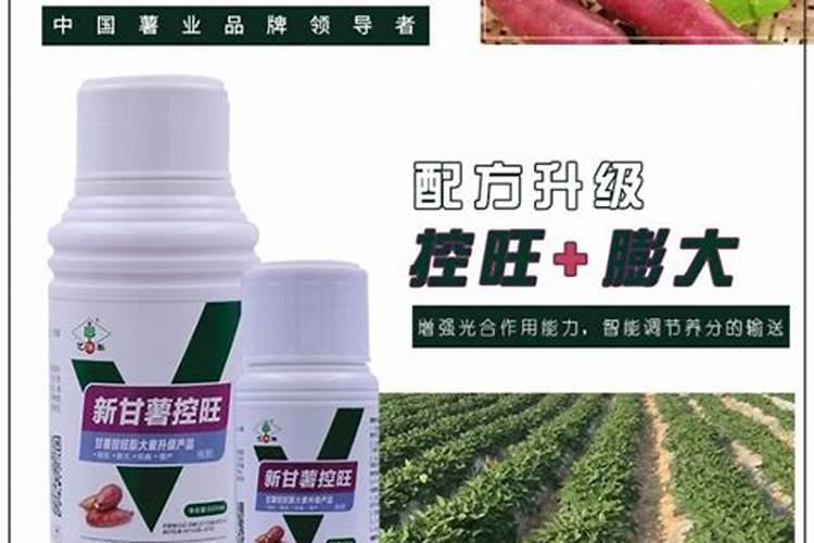 红薯增产小技巧,巧用草木灰,红薯个大皮滑品质佳!