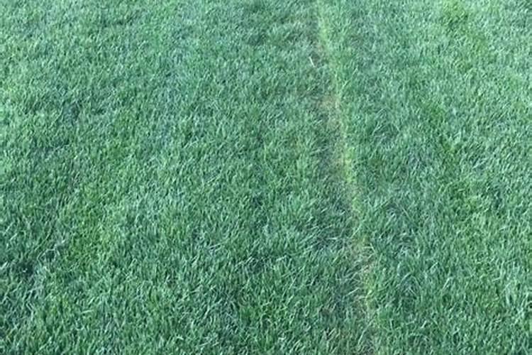 玉米叶面肥打完2天能打控汪药吗？