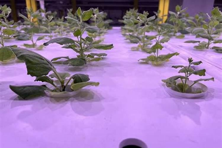 新型烟草专用肥料有哪些