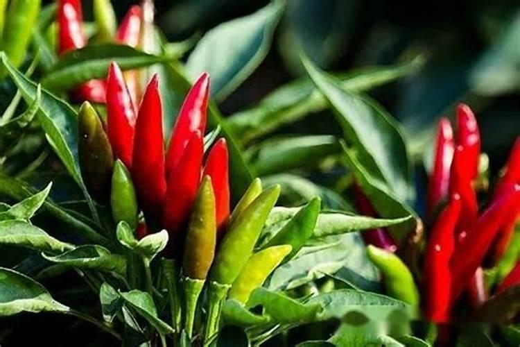 葡萄硼肥什么时候打最好？开花前？还是花期打？