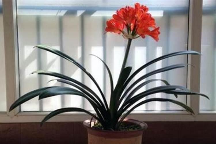 杜鹃花如何施肥